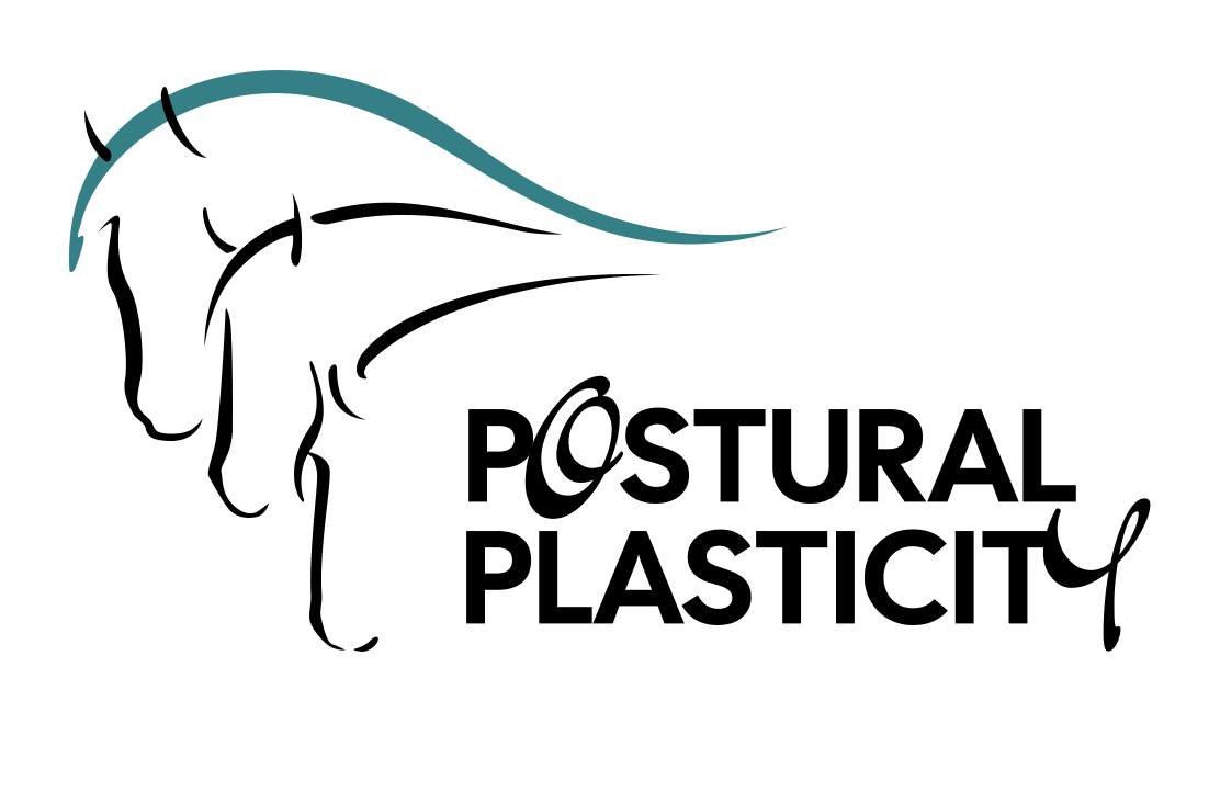 Postural Plasticity Von Tierärztinnen geführt, für Pferdefachpersonen und engagierte Reiter.