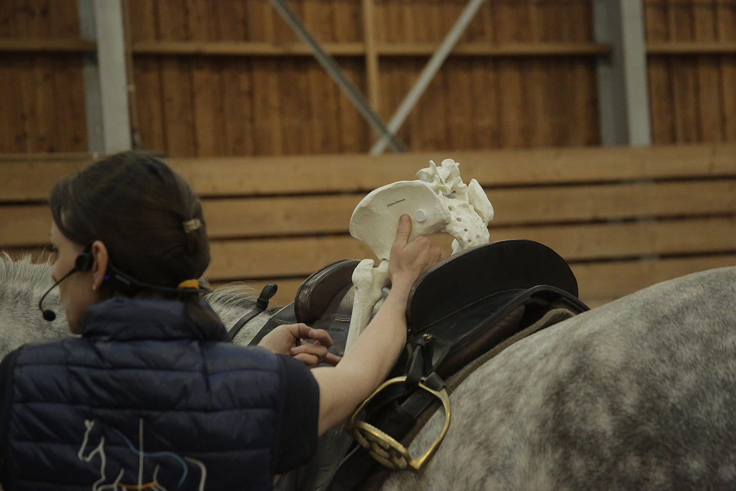 Der Einfluss des Reiters im Sattel aus osteopathischer und veterinärmedizinischer Sicht: Workshop zur Methode Postural Plasticity