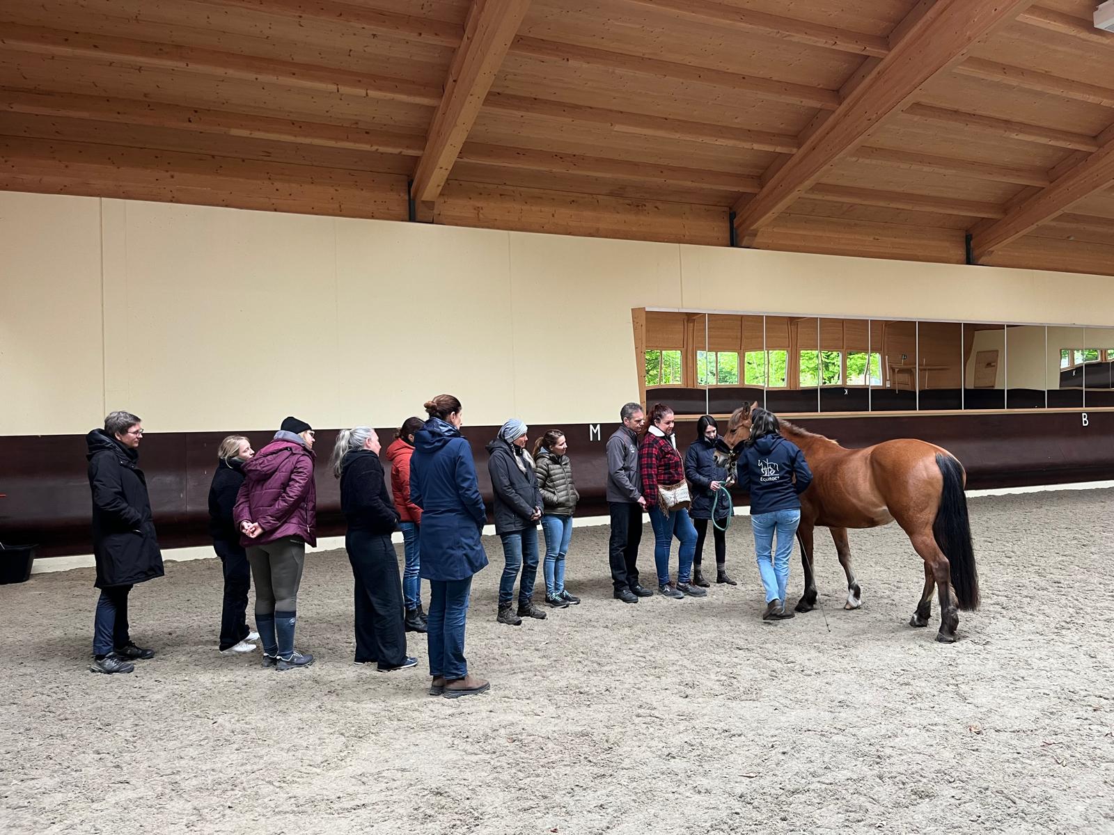 Postural Plasticity ein Praktikums- und Ausbildungsprogramm finden, das die Fortbewegung und Morphologie des Pferdes respektiert