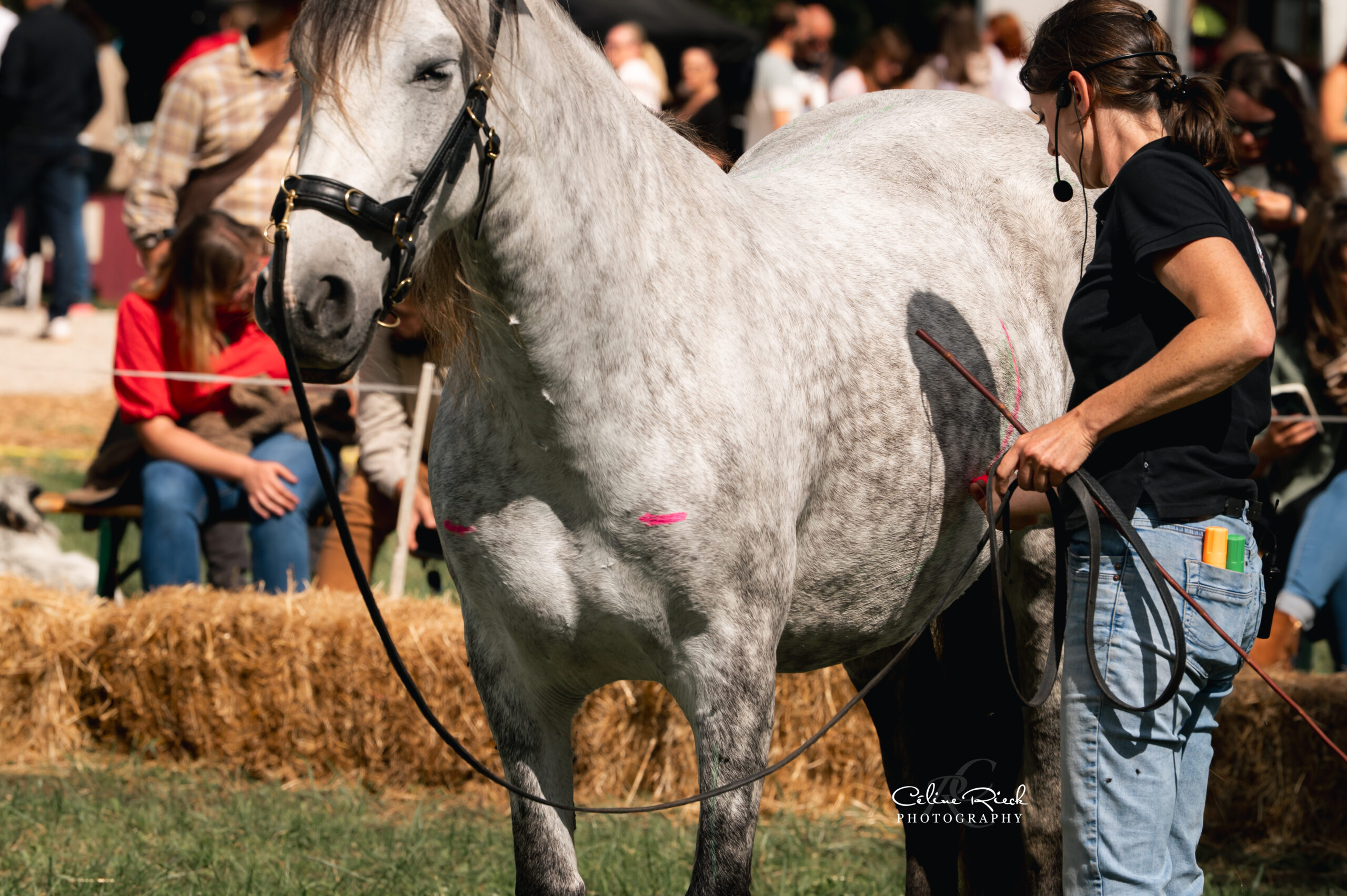 Postural Plasticity richtet sich an alle Pferdeprofis und Reiter um die interdisziplinäre Zusammenarbeit gezielt zu fördern und einen fachlich fundierten Austausch zu ermöglichen